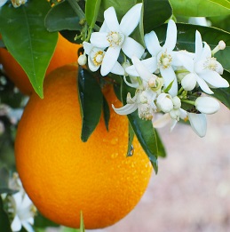 Fleur d'oranger