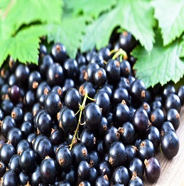 Cassis