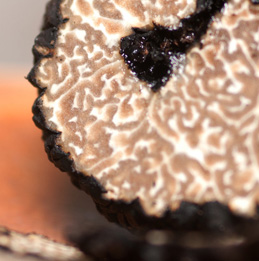 Truffe